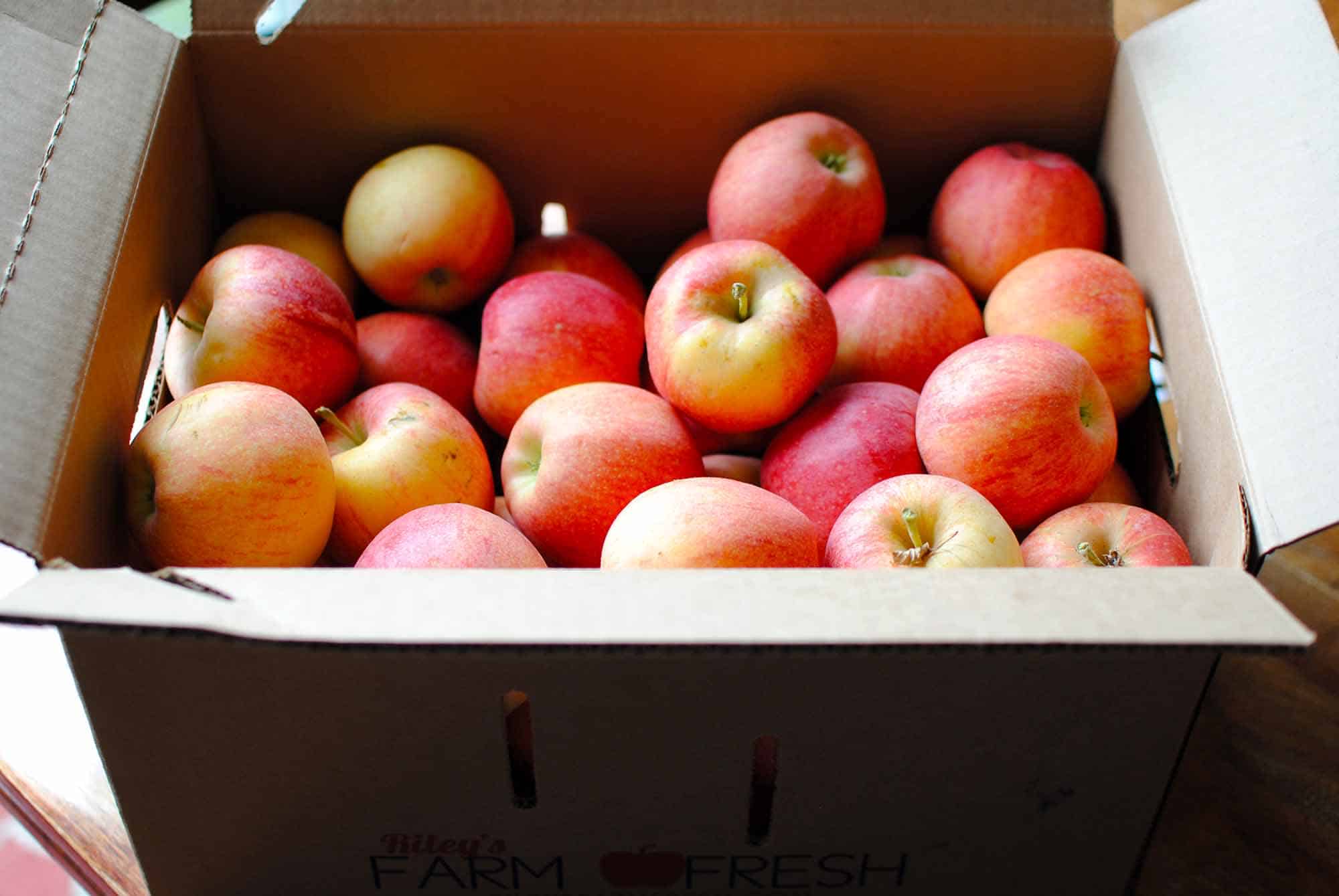 20 Apple Recipes to Try this Fall The Organized Mom