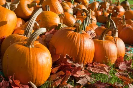 Field of ripe pumpkins amidst fallen leaves on a sunny day. Horizontal shot.