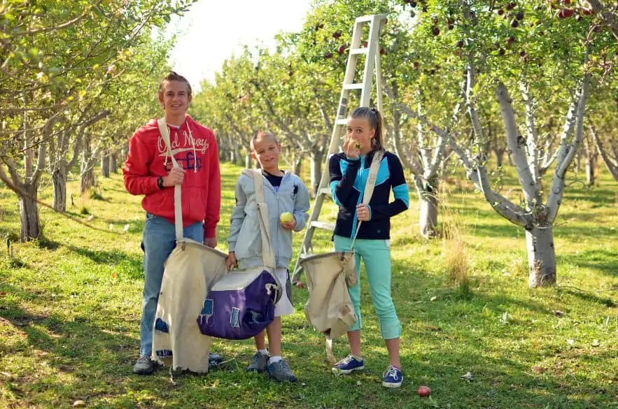 apple-picking-day