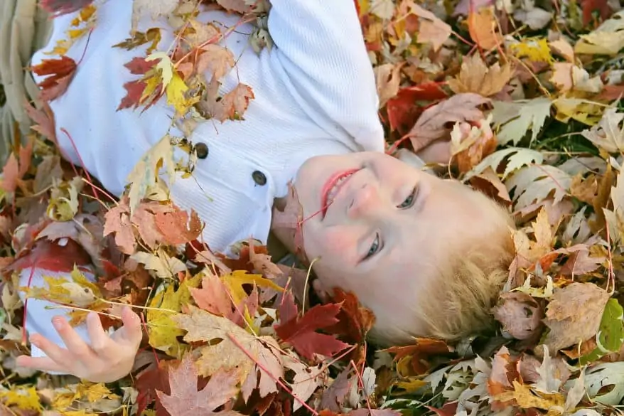 A cute, happy young child is laying in a pile of colorful fallen leaves that he has been jumping in on an Autumn day.