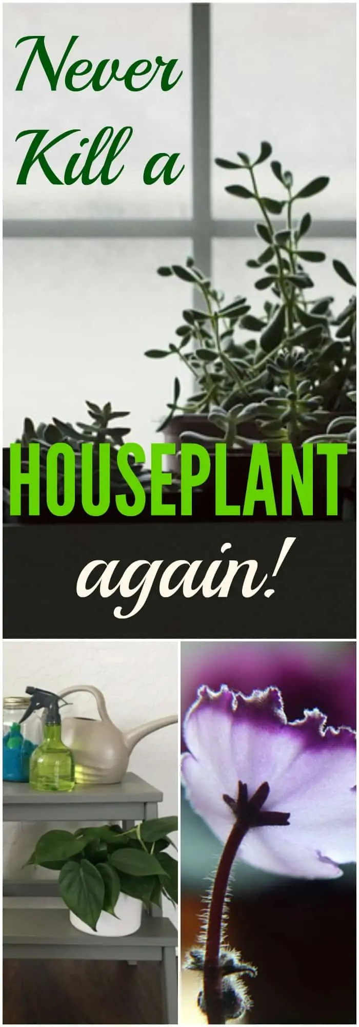 Simple Tips for Happy House Plants