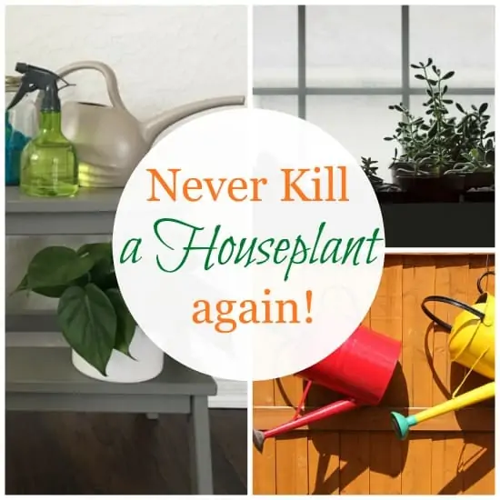 Simple Tips for Happy House Plants