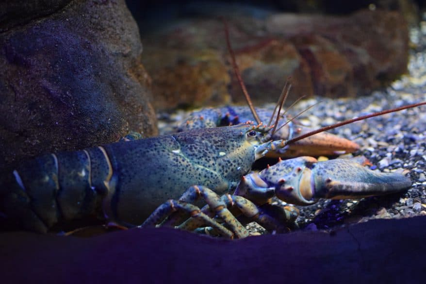 Loveland Living Planet Aquarium Utah