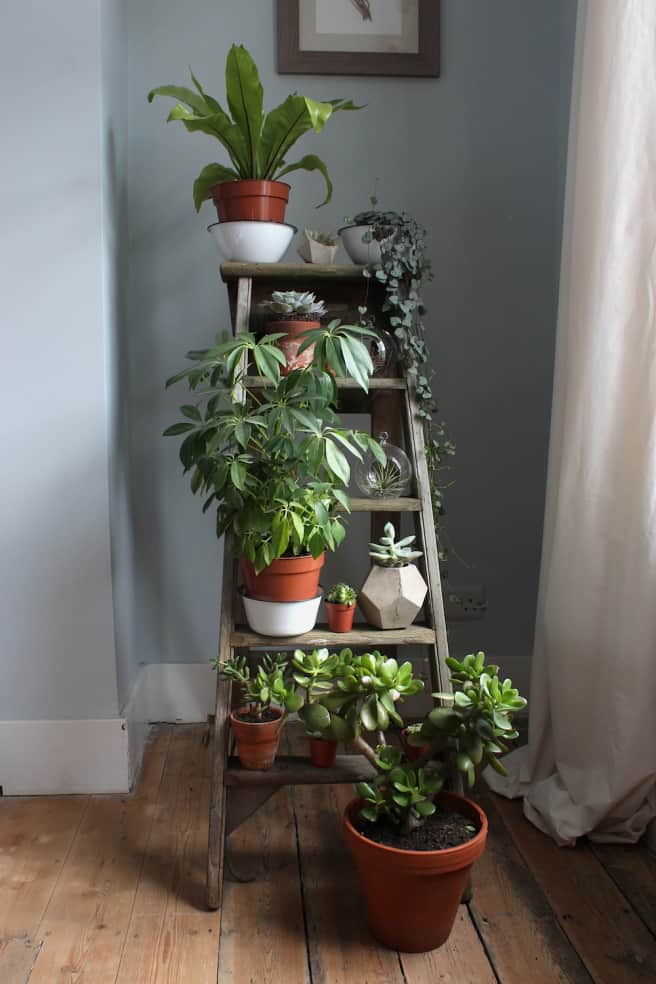 house plants, plant stand ladder