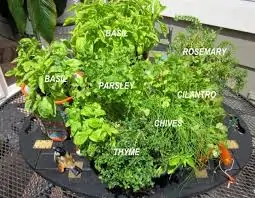 Herbs in pots