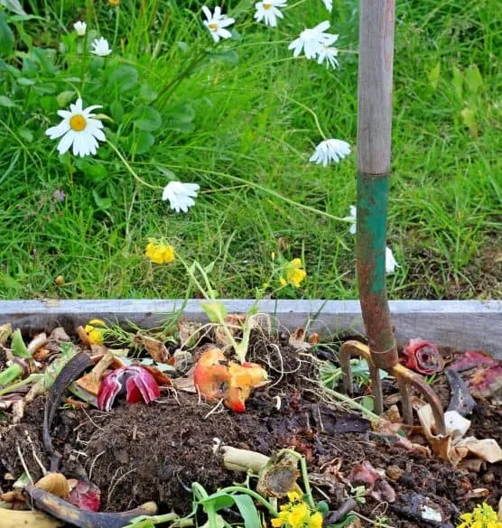 compost pile