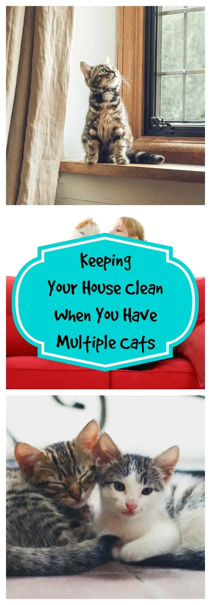 Pets-Keeping Your House Clean When You Have Multiple Cats