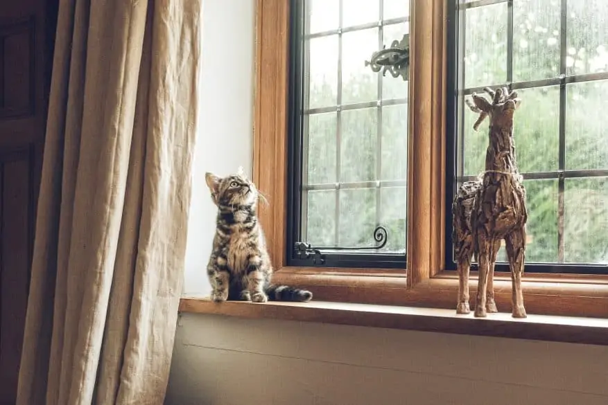 cat in windowsill