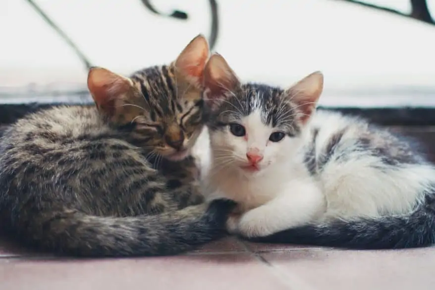 two kittens