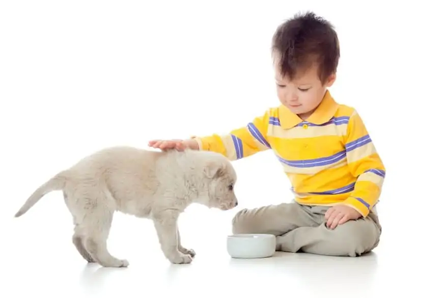 boy feeding puppy