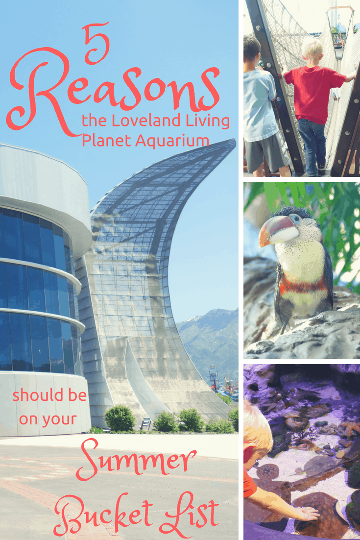 Family--5 Reasons the Loveland Living Planet Aquarium Should Be On Your Summer Bucket List--The Organized Mom