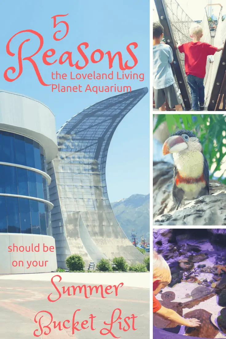 Family--5 Reasons the Loveland Living Planet Aquarium Should Be On Your Summer Bucket List--The Organized Mom