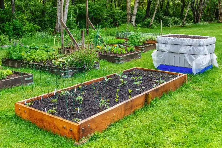 vegetable garden