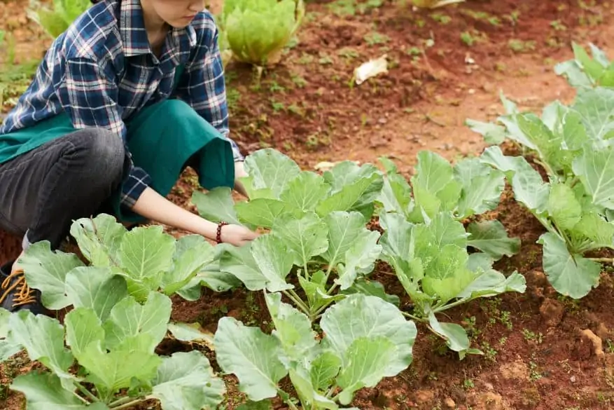 vegetable garden