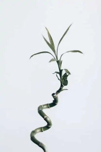 bamboo houseplant