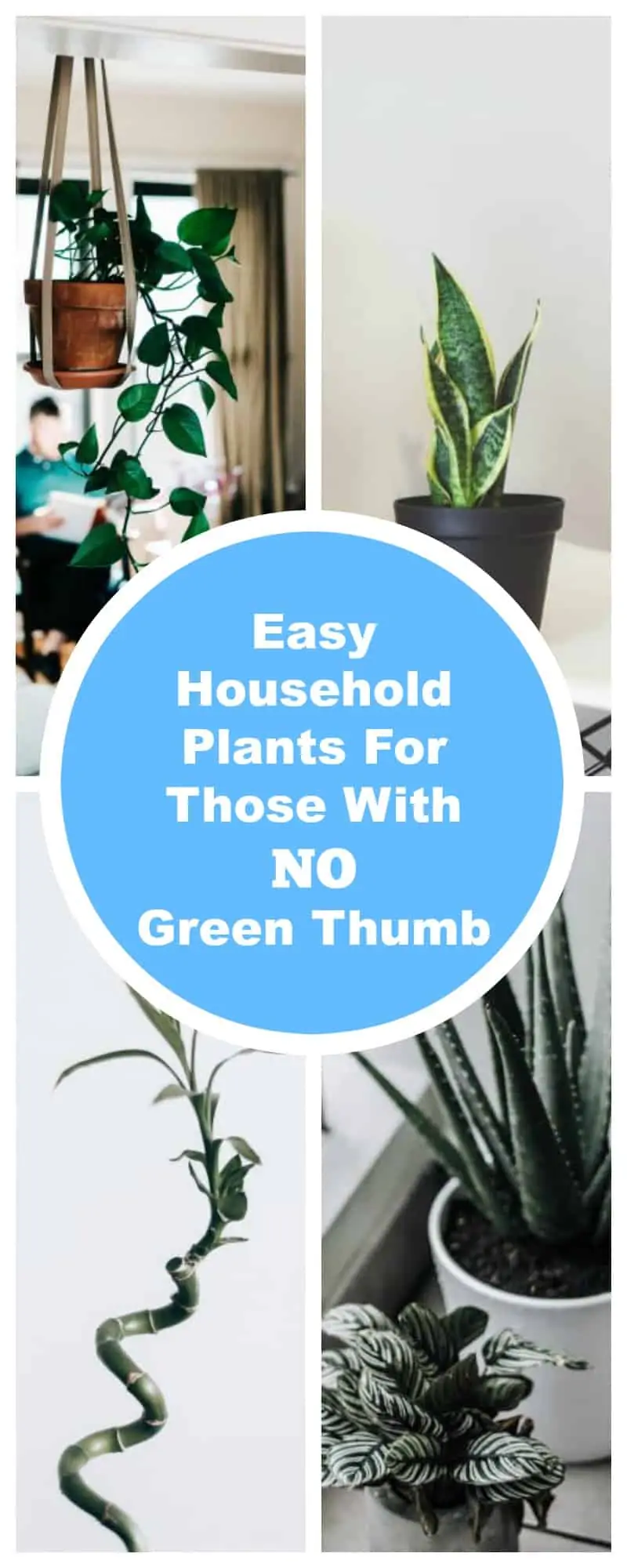 Easy Household Plants for Those With NO Green Thumb