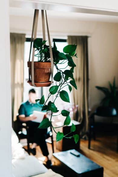 hanging house plant