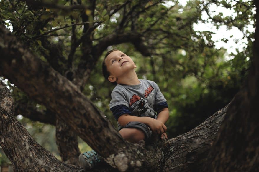 boy in a tree