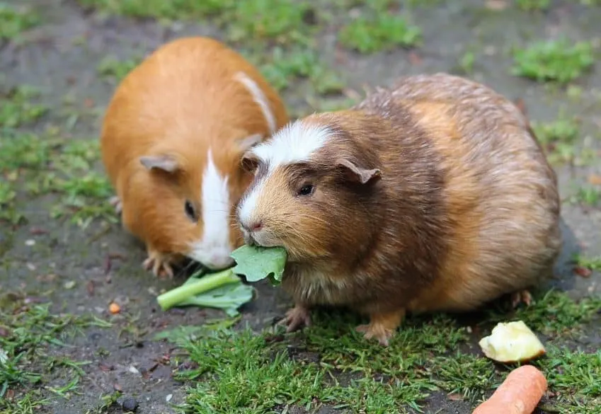 guinea pigs pets for children