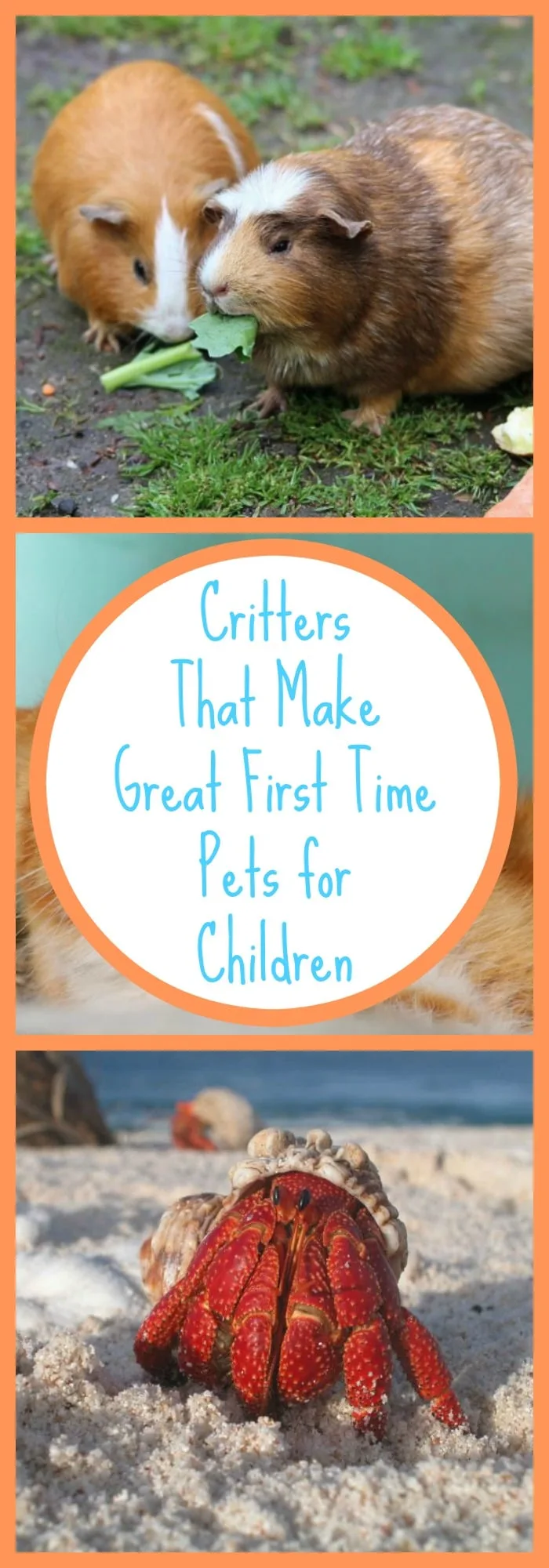 Great First Time Pets for Children