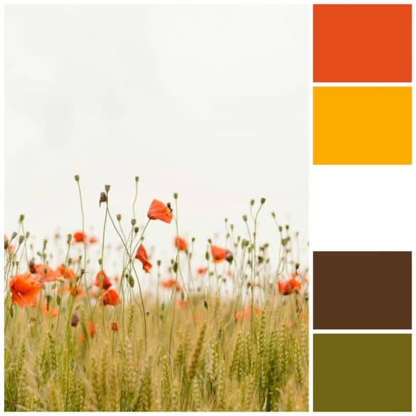 Dark Orange, Mustard, White, Brown, Olive