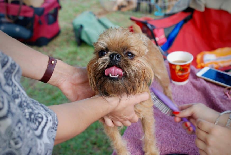 get rid of pet hair