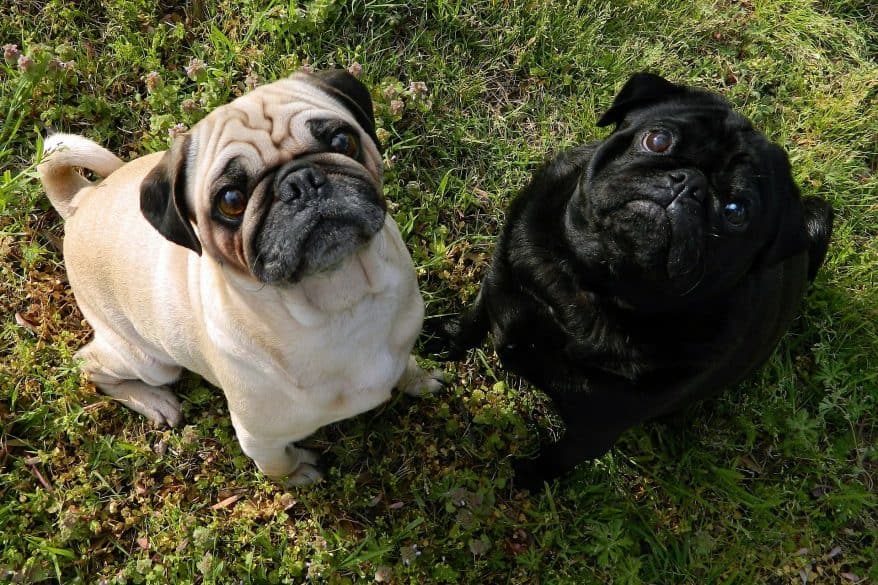 what to do with pets when house cleaner comes