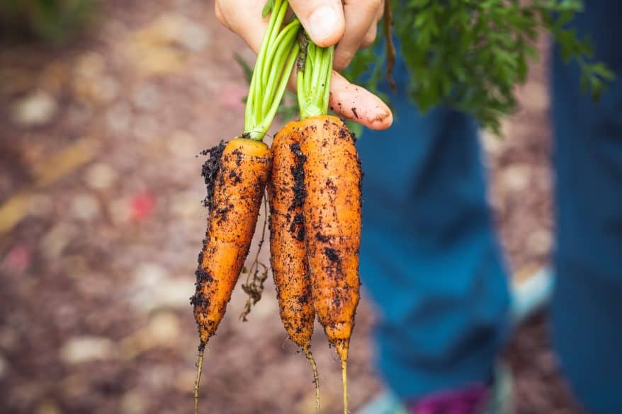 vegetable gardening with kids
