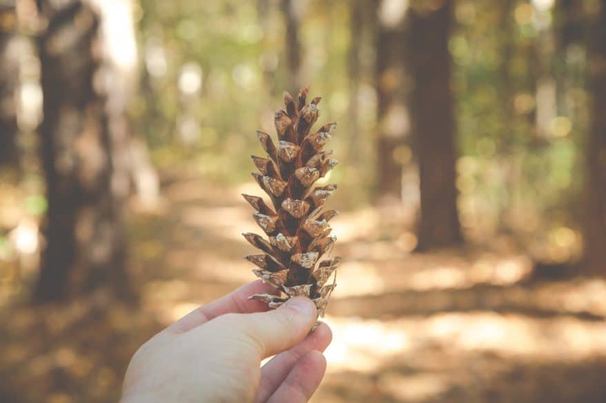 diy pinecone bird feeders