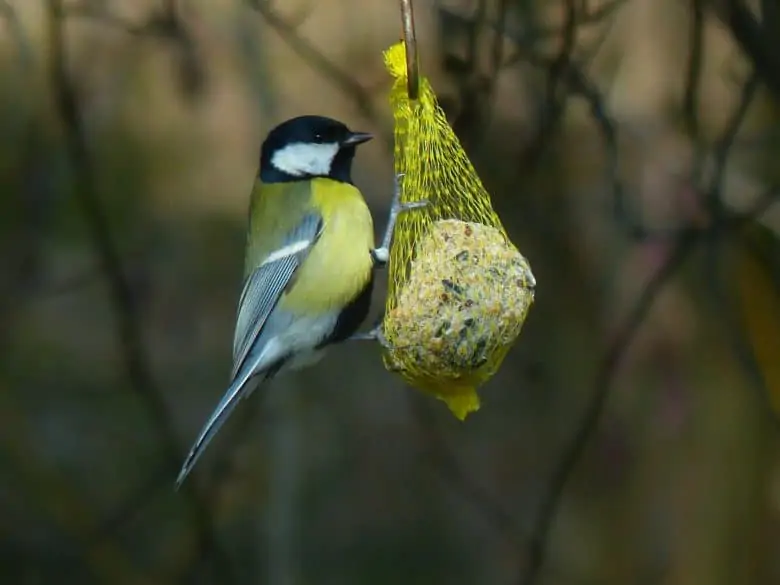 cookie cutter bird feeders