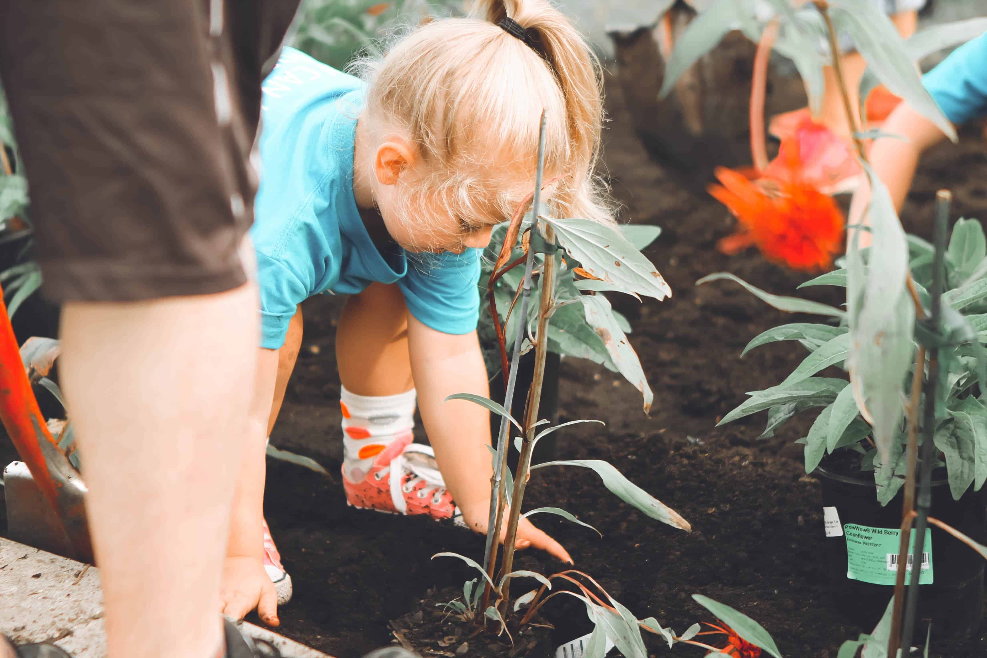 pulling weeds