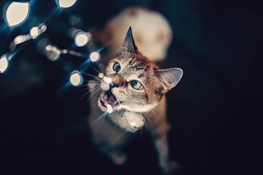 cat friendly holiday home