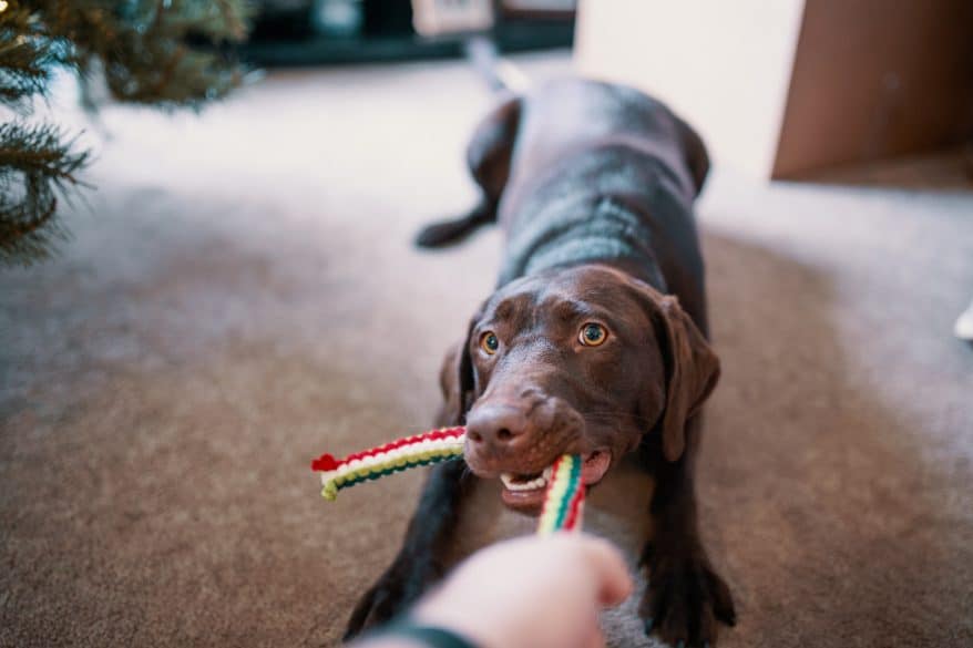 dog friendly holiday home