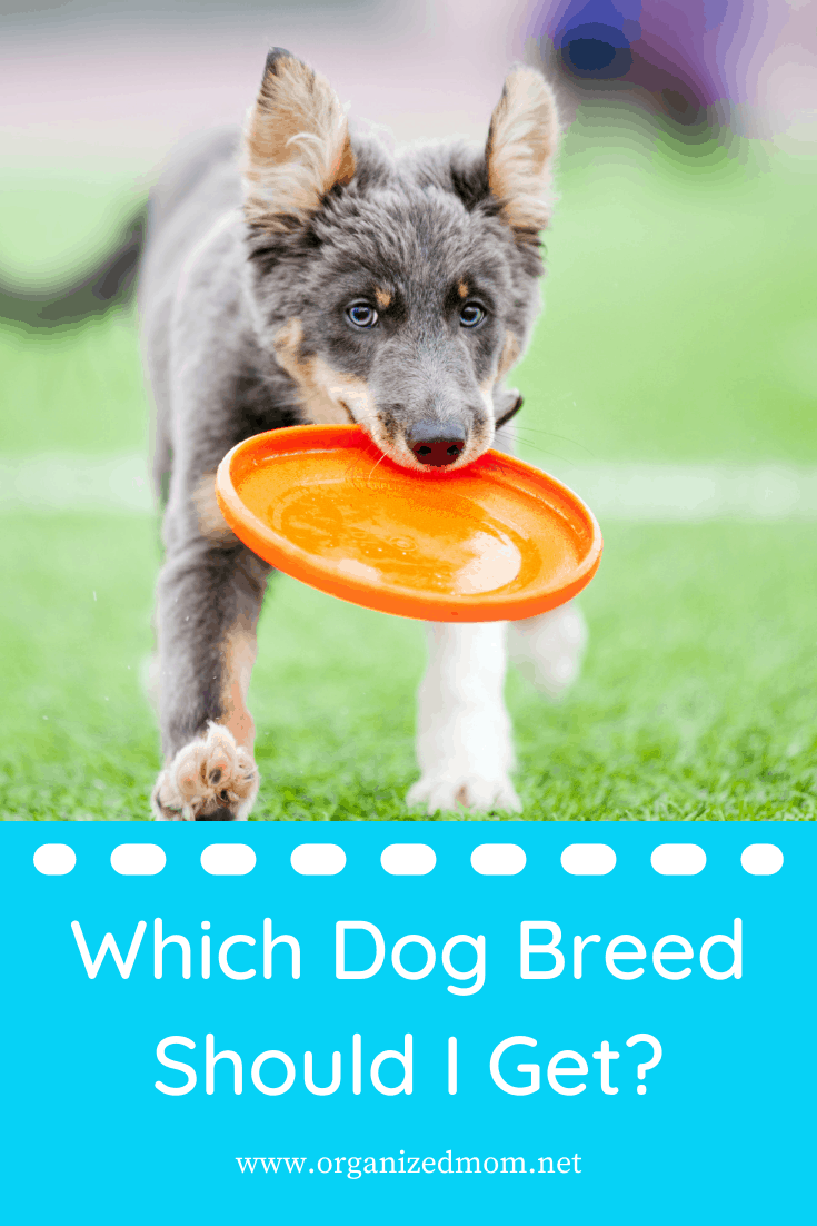 Which Dog Breed Should I Get? The Organized Mom