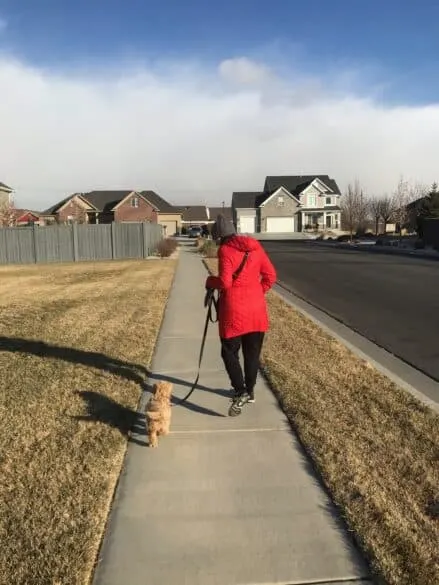 Pampering a puppy with a walk outside 