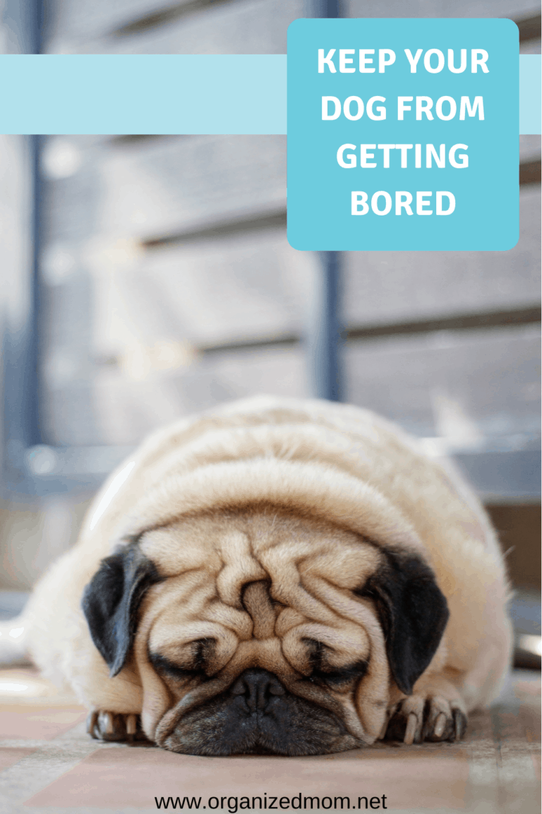 Keep Your Dog From Getting Bored The Organized Mom