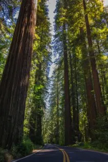 redwood trees enjoy nature with your kids