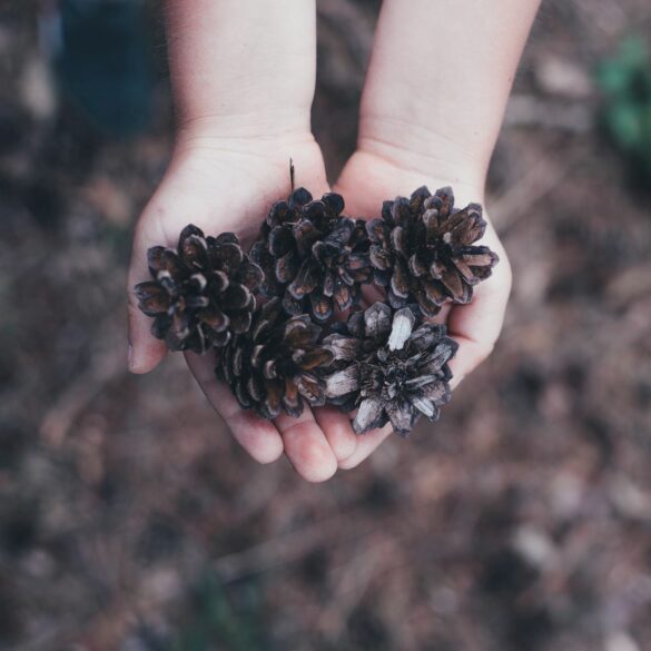 handful of pinecones; outside activities for toddlers