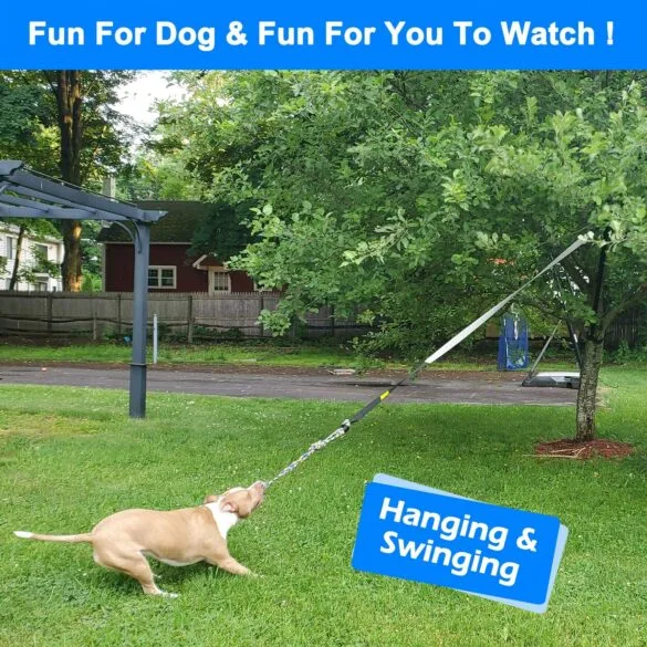 Dog playing with a dog bungee.