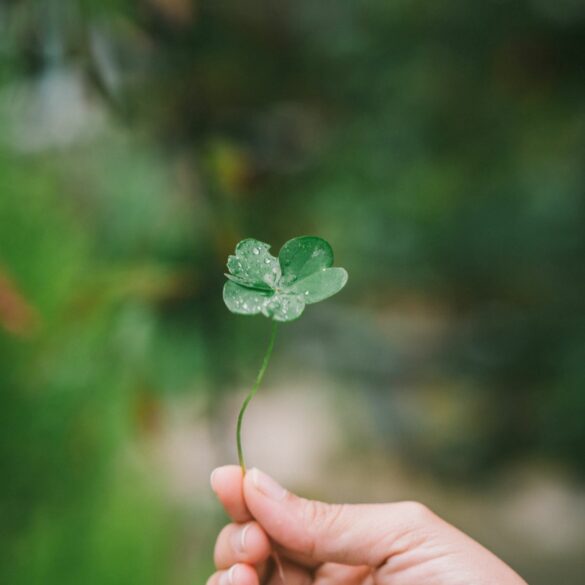 shamrock, four leaf clover, celebrate St. Patrick's Day