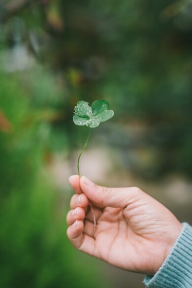 A hand holding a clover.