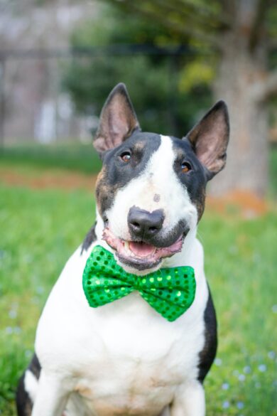 A dog wearing a green bow tie.