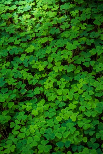 A field of clovers. St. Patrick's Day Fun Facts