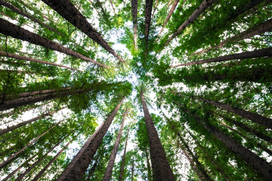 Looking up at the sky from the bottom of many large trees.