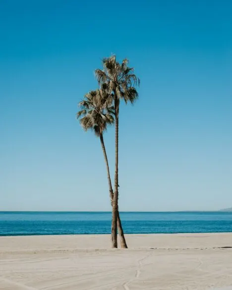 Two palm trees on a beach.