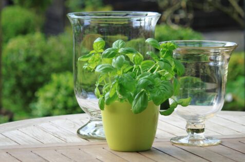 basil container garden tips