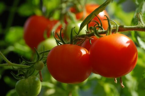 tomatoes container garden tips