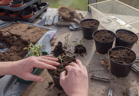 soil container garden tips