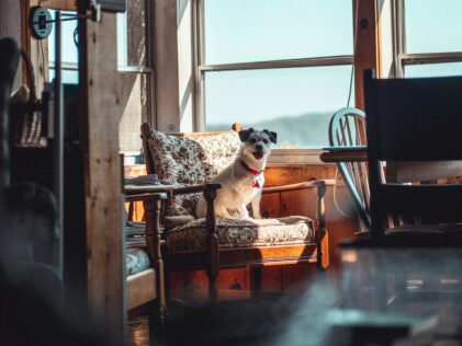 dog in cabin vacation rental tips