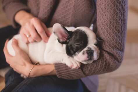 puppy held